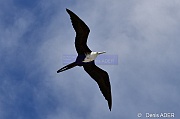 Fregata magnificens Fregate superbe Magnificent Frigatebird DSC_7906_00057_tn